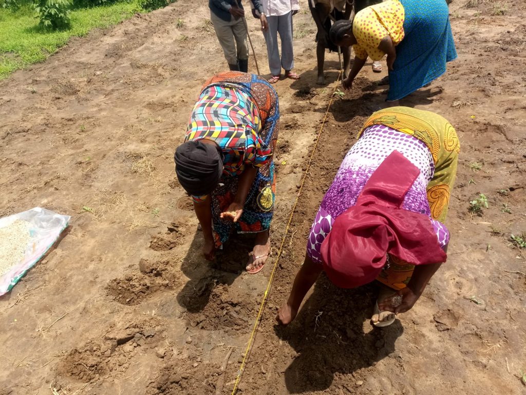 Solving Human Elephant Conflicts At Mikumi National Park