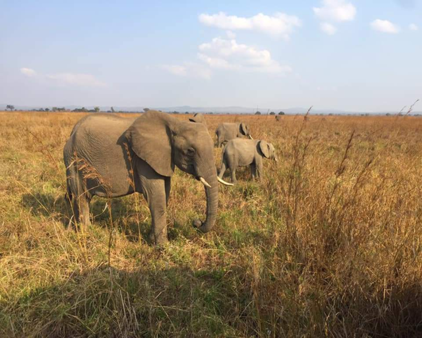 African savannah elephants are now endangered - Environmental